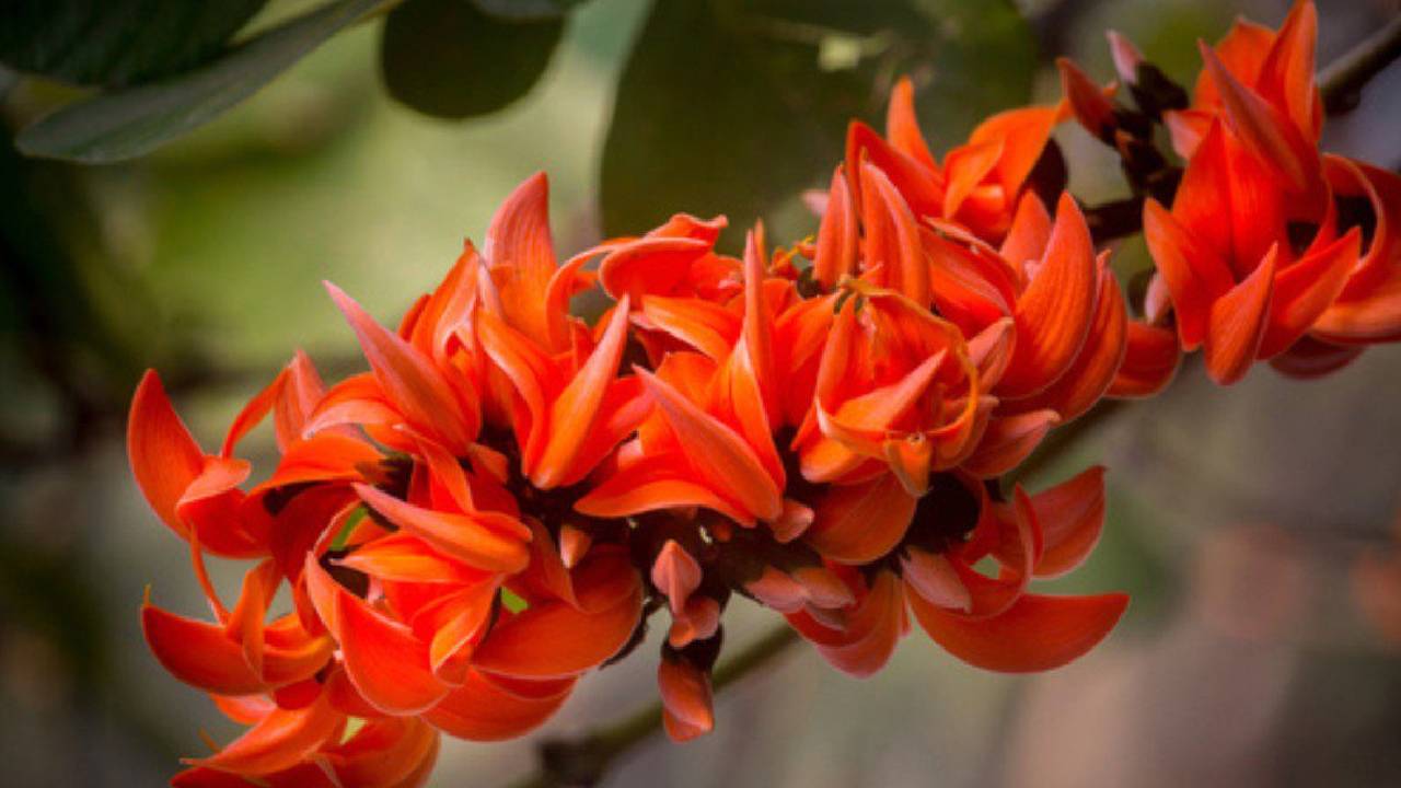 Palash Farming Low Cost High Profit Demand For Flowers Seeds Wood