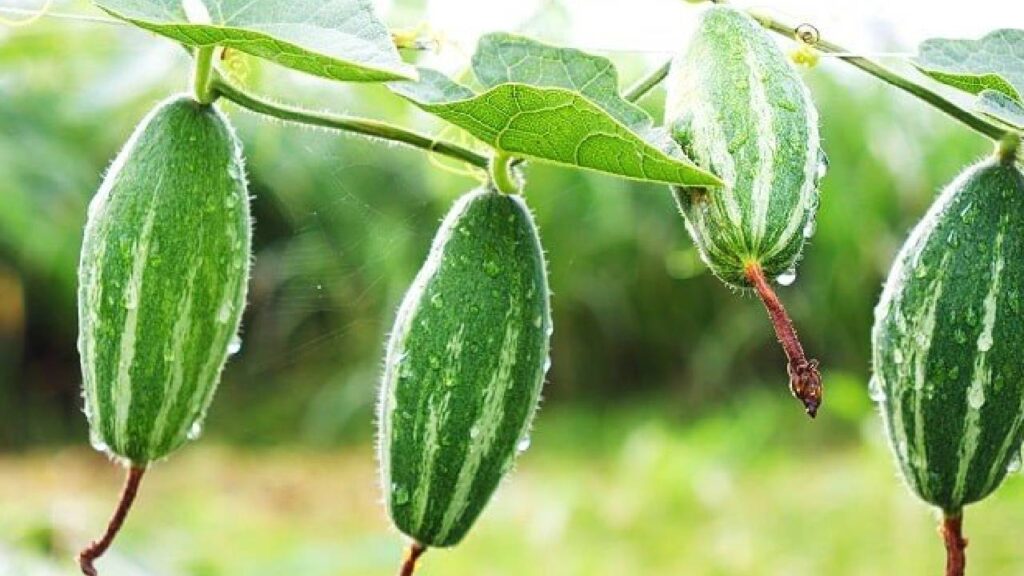 How to Grow Pointed Gourd (Parwal): Complete Guide to Cultivation, Care, and Pest Management for Higher Profits