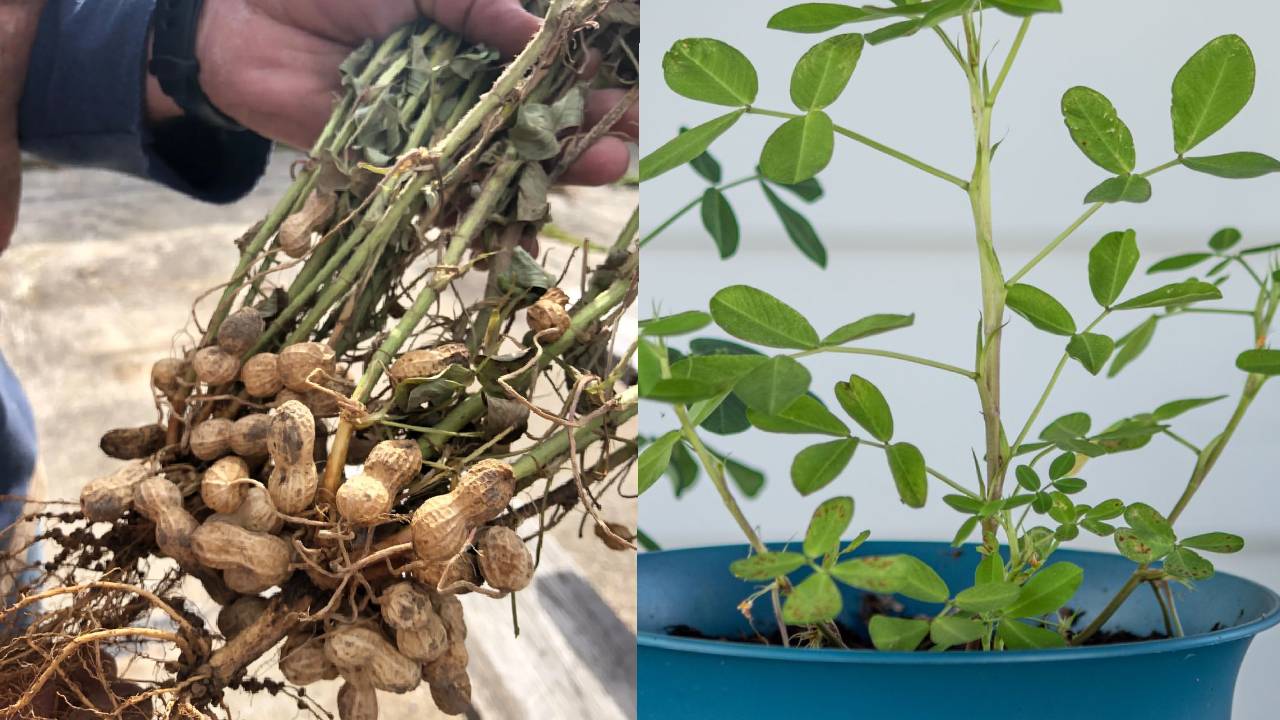How to Grow Peanuts on Your Rooftop: Easy Method, Low Cost and Fresh Organic Harvest