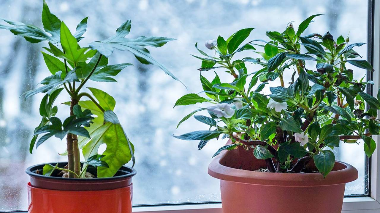 Winter Gardening Tips: How to Water and Protect Your Plants During the Cold Season