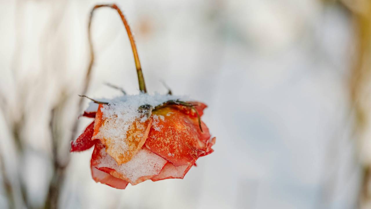 How to Protect Your Plants in Winter: Easy Tips to Save Them from Frost, Dew and Cold Damage