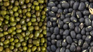 दलहन उत्पादन में आत्मनिर्भर बनेगा देश, इस योजना से बदल जाएगा खेती करने का तरीका