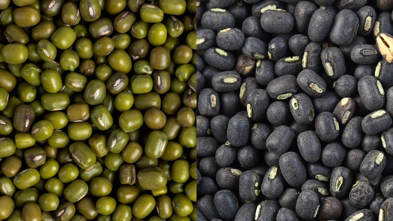 Maharashtra Kharif Pulses 2025: Farmers Cut Moong Acreage, Shift to Urad as Tur Remains Stable