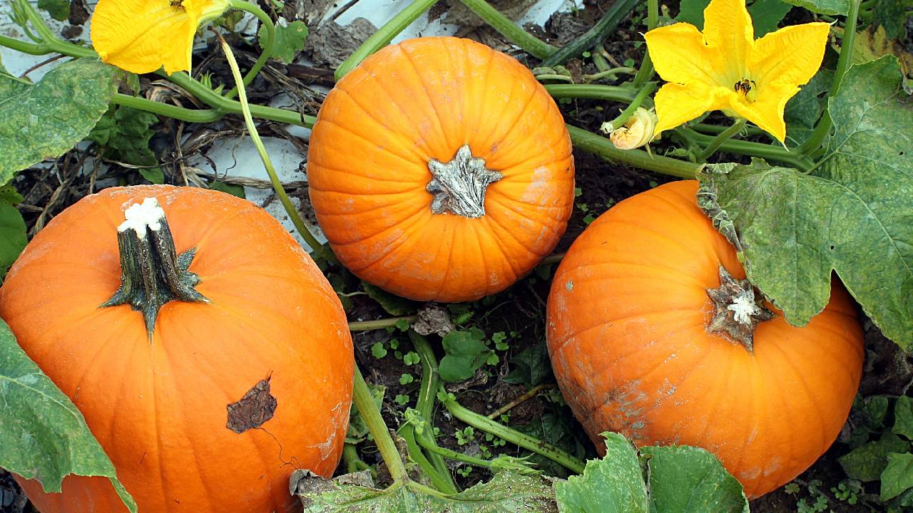 How To Prevent Flower Dropping In Pumpkin Plants Tips For Pollination Stress Control And Insect Protection