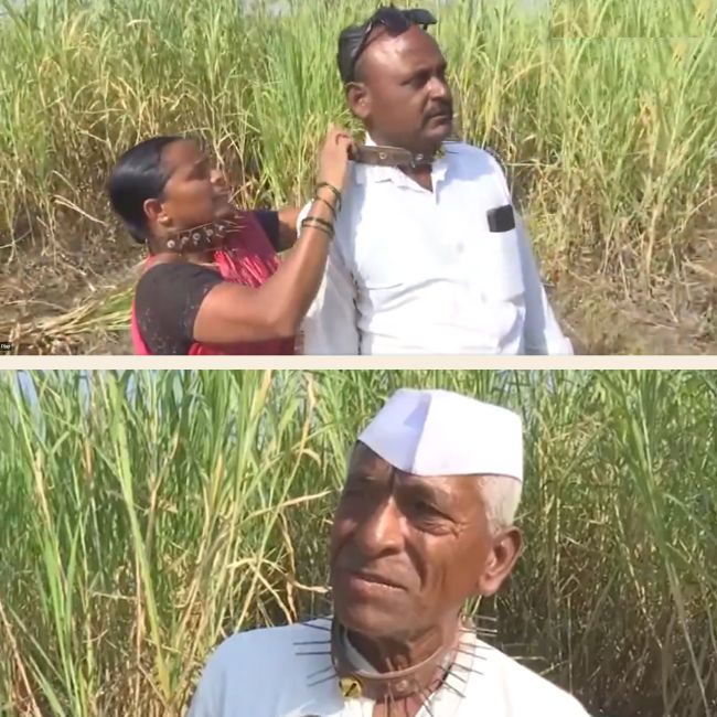 pune farmers wearing spiked collars to protect themselves from leopard attack