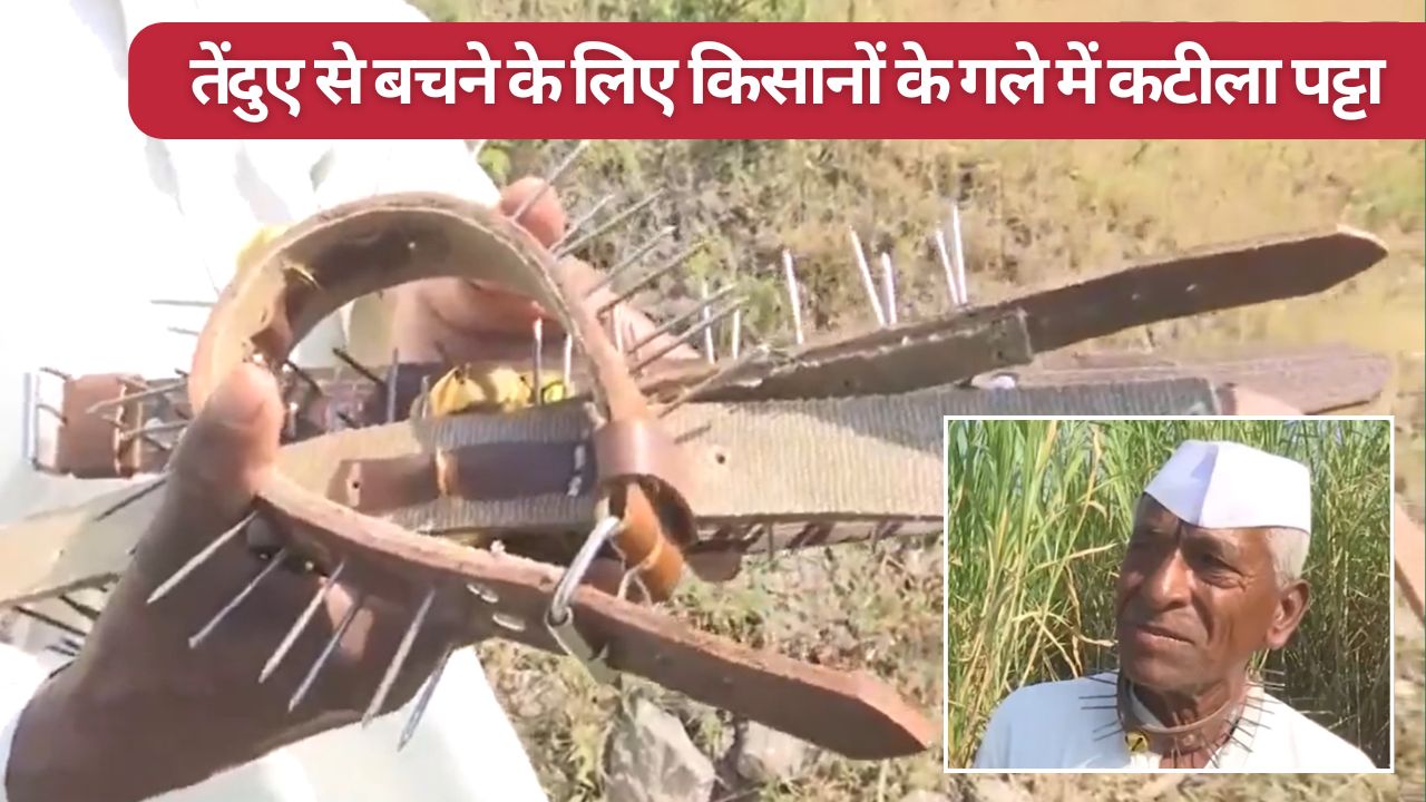 pune farmers wearing spiked collars to protect themselves from leopard attack