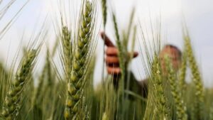 चना–गेहूं–सरसों की बुवाई में जोरदार बढ़ोतरी, रबी फसलों के रकबे में 10 प्रतिशत की छलांग