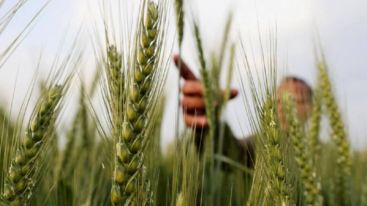 India Rabi Sowing 2025 Wheat Acreage Up 17 Early Winter Boosts Yield Prospects Foodgrain Target