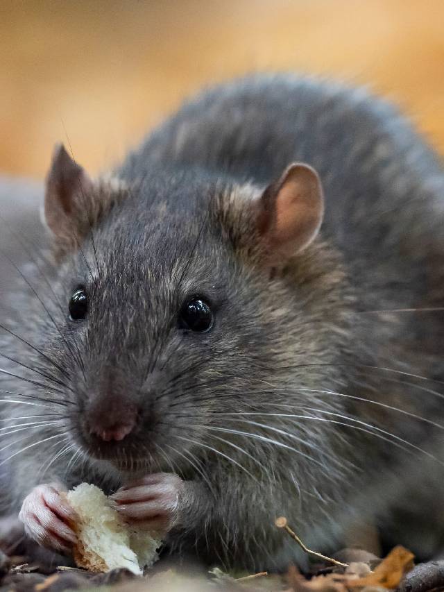 घर से चूहे भगाने का आसान तरीका, बस 1 बिस्किट से मिलेगी राहत