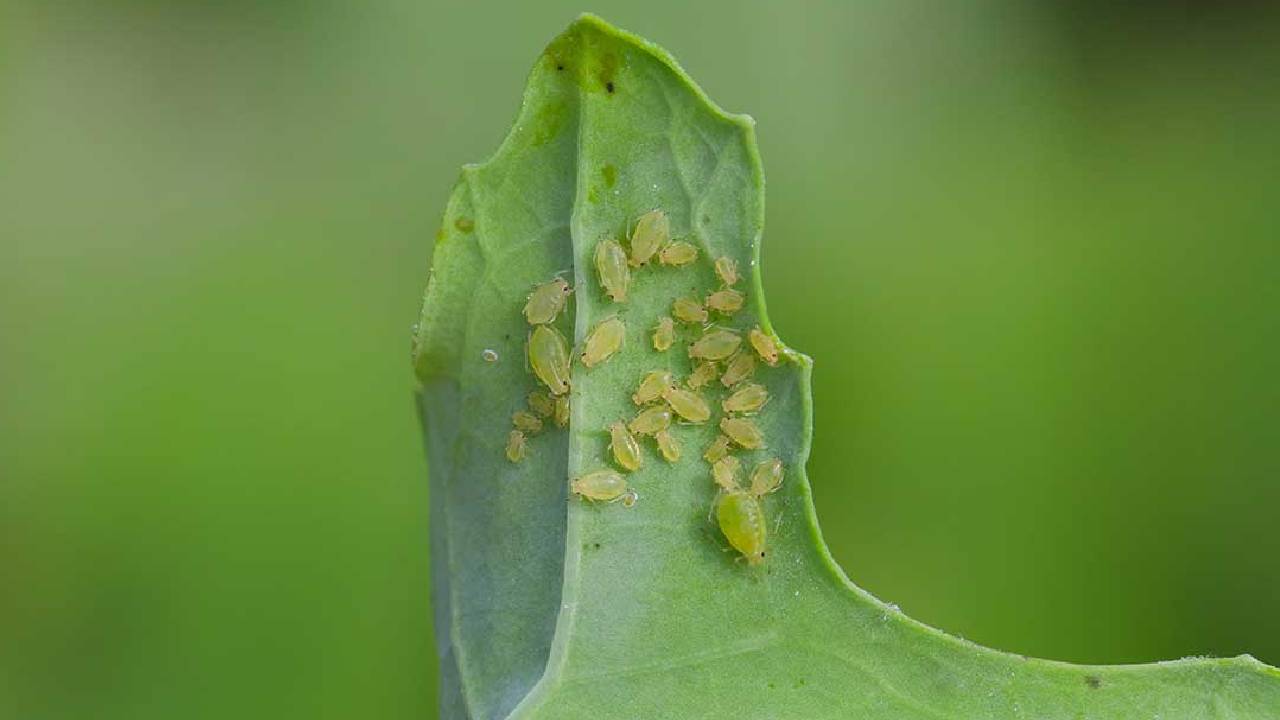 Major Pests and Diseases Threatening Mustard Crops: Complete Guide to Identification and Prevention
