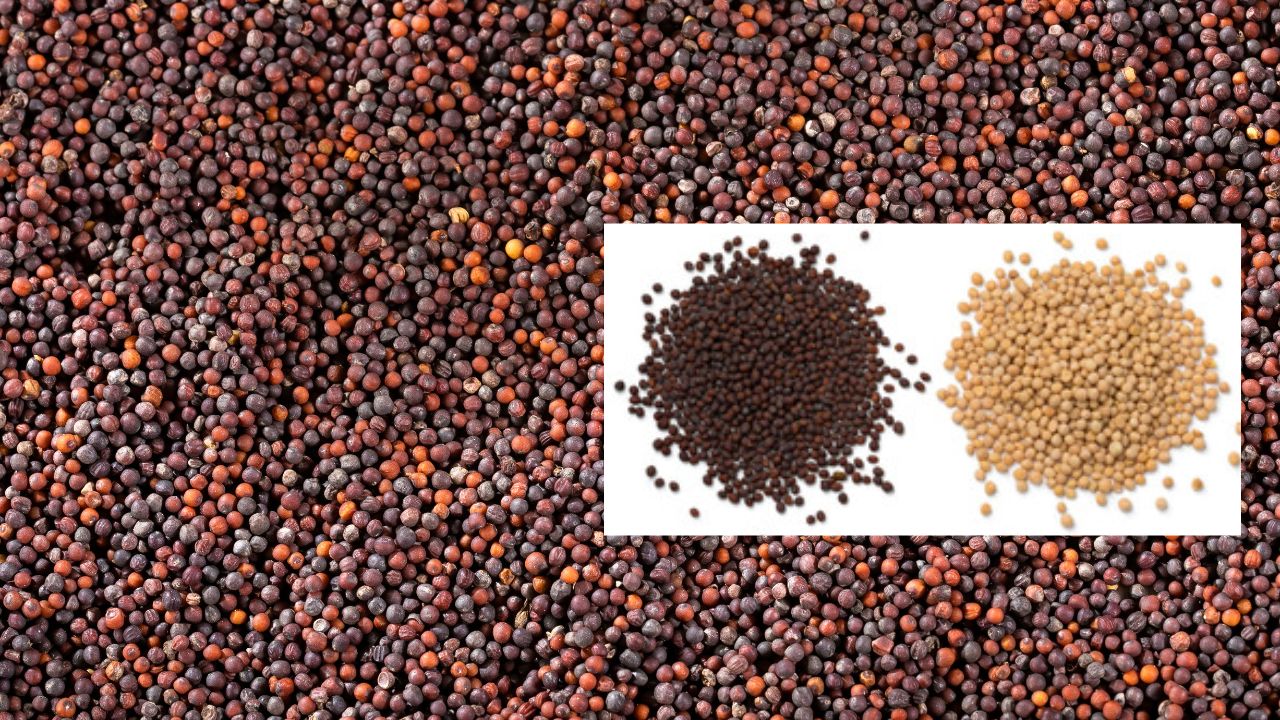 Farmers Can Buy Mustard Seeds Worth Rs 10000 For Rs 5000 If They Are Lucky Government Will Provide Them For Free As Seed Subsidy Scheme In Uttar Pradesh