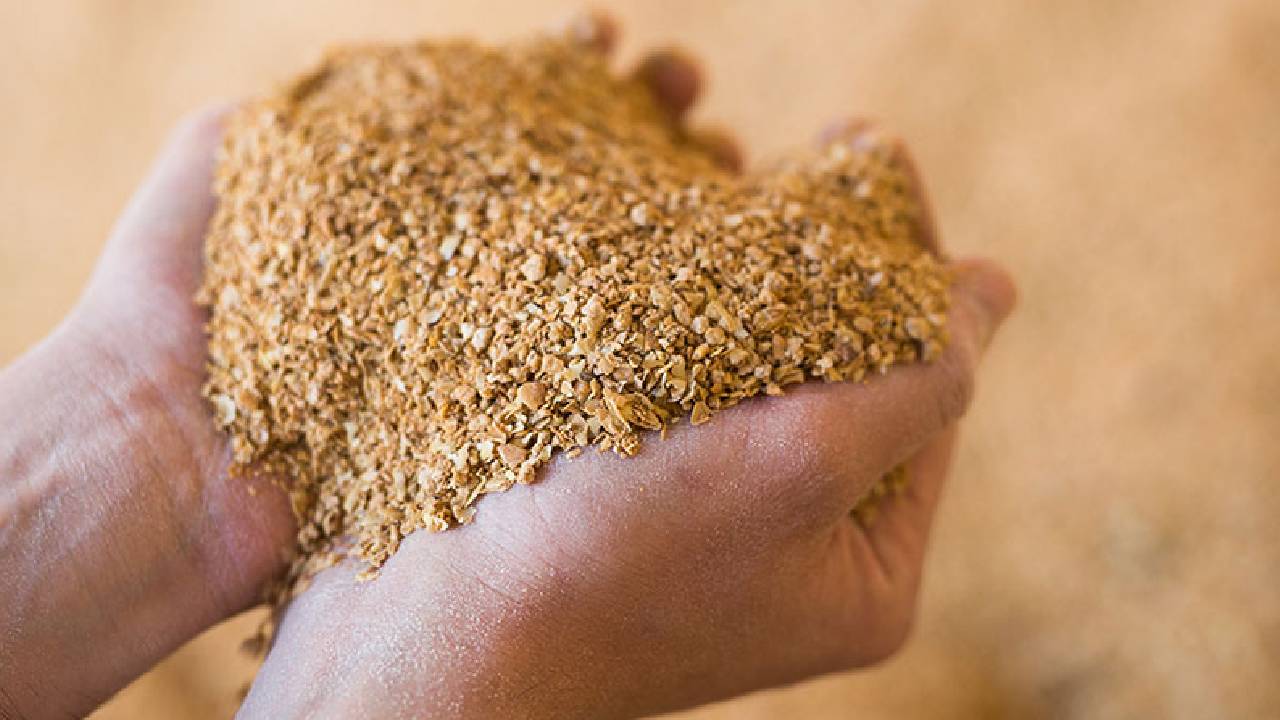 India Faces Major Setback: $1 Billion US-Bangladesh Soybean Deal Puts Pressure on Indian Soymeal Exports