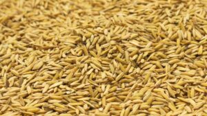 धीमी धान खरीद प्रक्रिया से उग्र हुए किसान, NH-53 को किया जाम.. 7 KM लंबी लगी गाड़ियों की लाइन