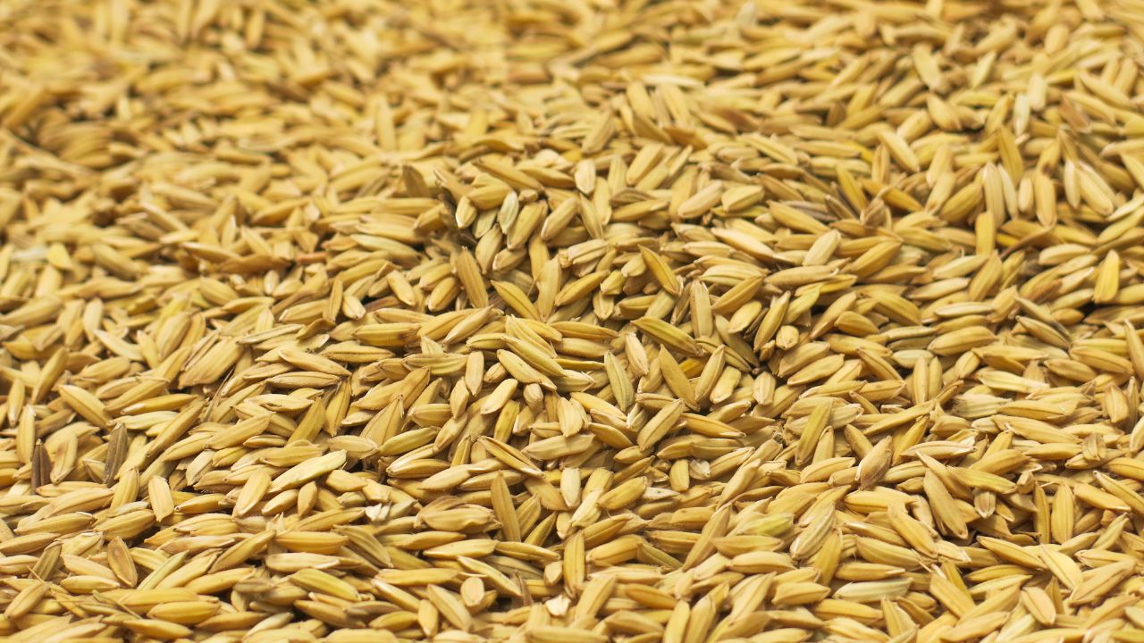 Chhattisgarh Farmers Getting Highest Price Of Rs 3100 For Paddy Per Quintal But Caping On Sales Angered Farmers