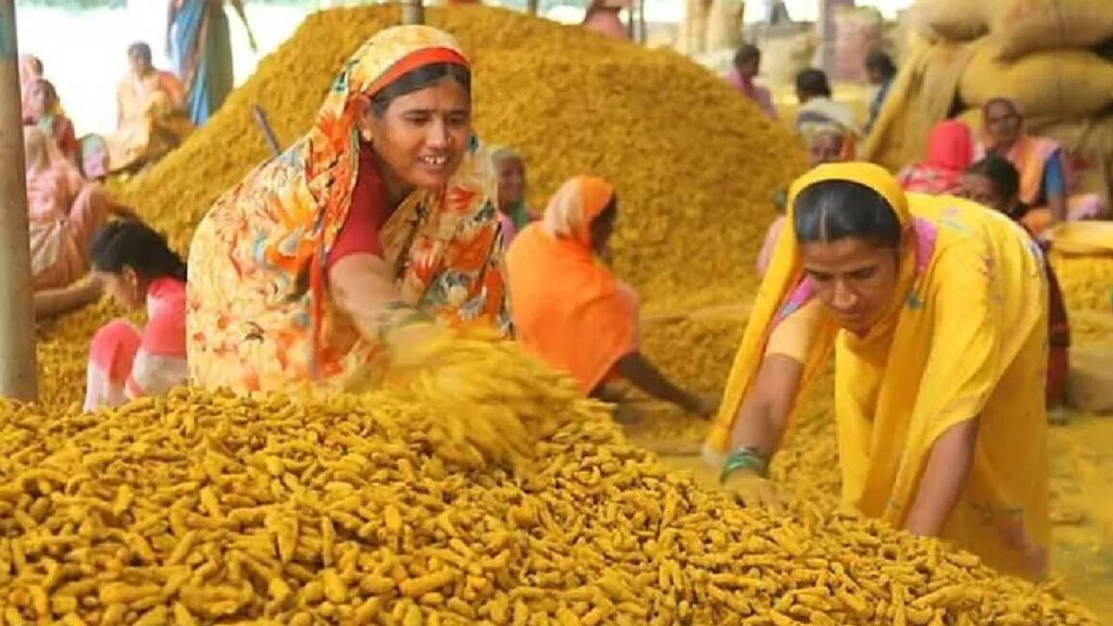 Turmeric Boom: Maharashtra Leads India’s Golden Spice Revolution with Record Production and Rising Exports
