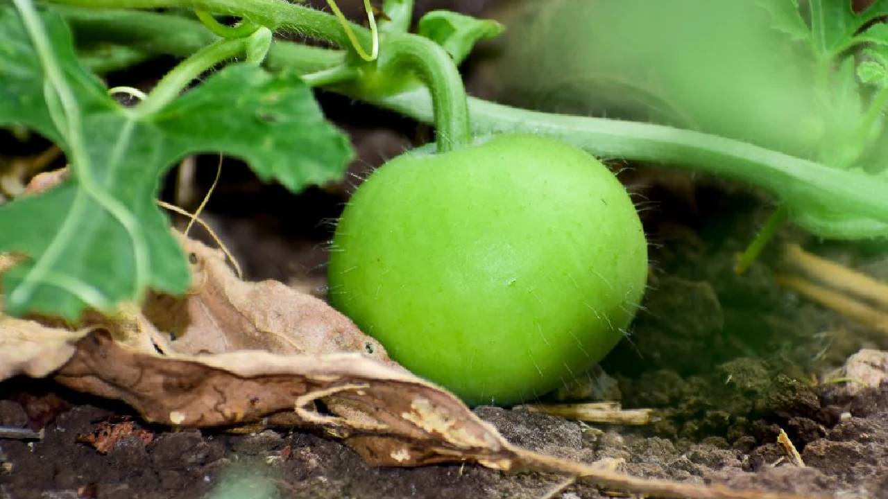 Round Gourd Tinda Mahi Variety Benefits High Yield Farming Profit Low Cost Cultivation Guide Health Nutrition