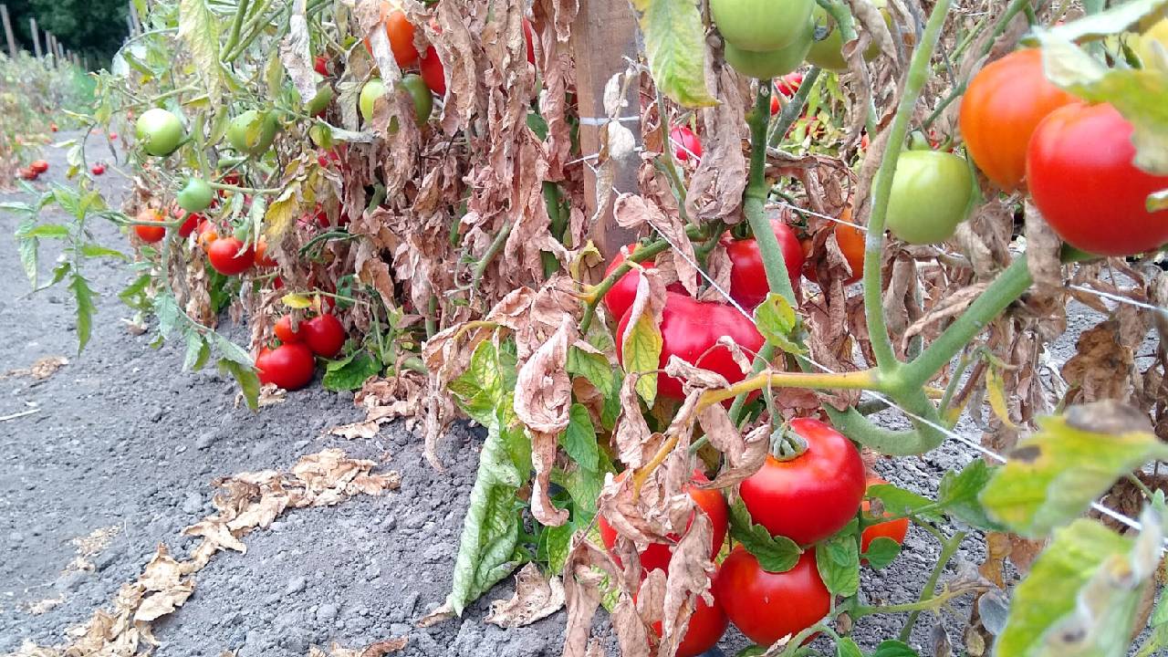 Why Tomato Plants Wilt Causes Prevention Treatment Fungal Bacterial Diseases Soil And Watering Tips For Farmers