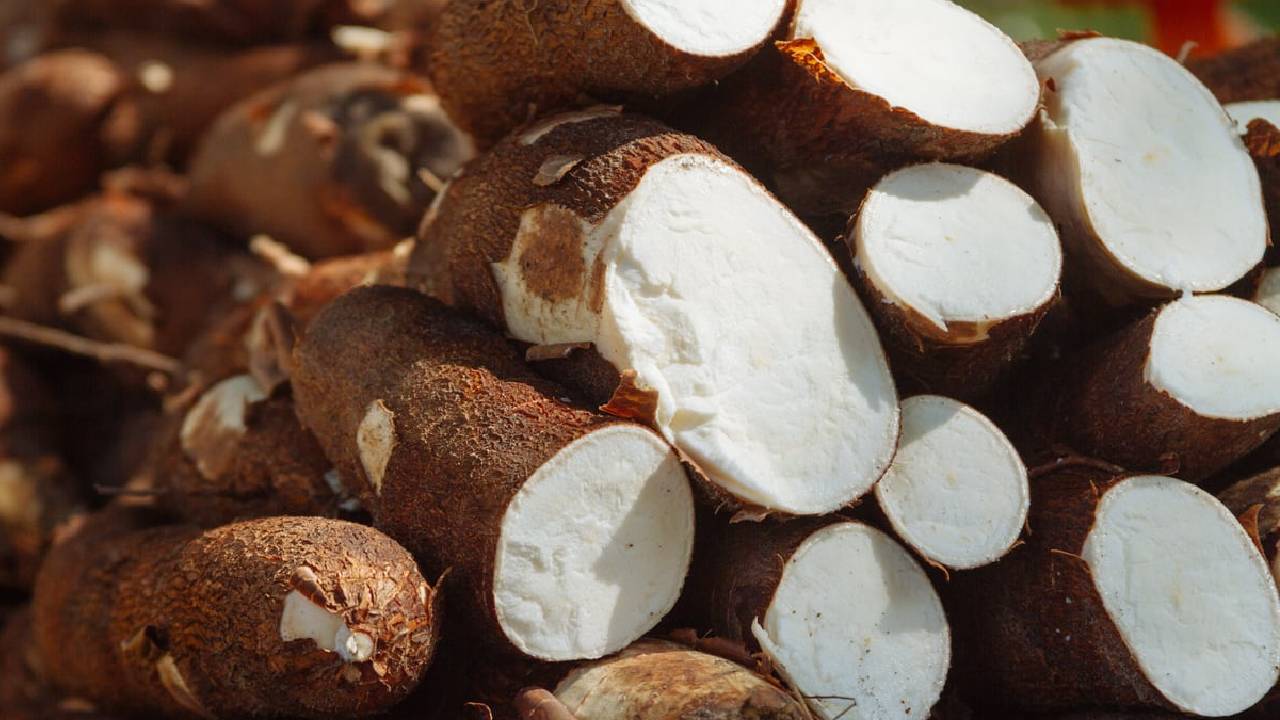 How Sabudana Is Made Tapioca Cassava Farming Starch Extraction Production And Packaging Process In India