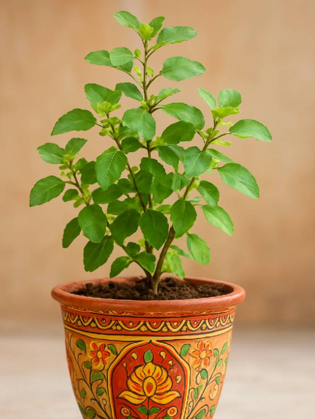 रामा या श्यामा, घर पर कौन सी तुलसी लगाएं?