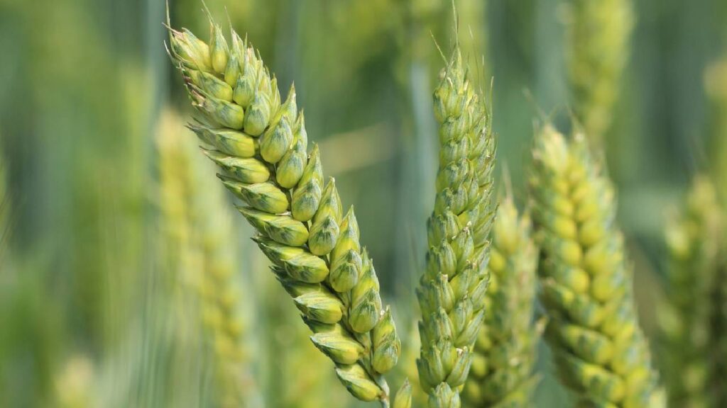 Rabi Sowing 2025: Crop Area Expands by 15%, Wheat and Gram Lead the Growth; Mustard Cultivation Also on the Rise