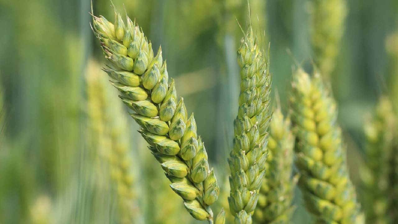 Rabi Sowing 2025 Crop Area Increased By 15 Percent Wheat And Gram Show Strong Growth Mustard Cultivation Expands Fertilizer Stock Sufficient