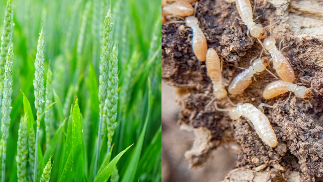 Wheat Crop Termite Attack After Ear Emergence How To Detect And Control Before It Destroys The Harvest