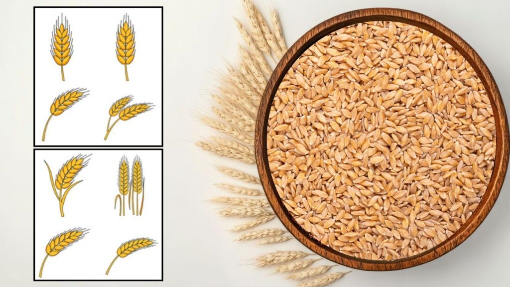 wheat best 8 varieties for late sowing