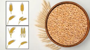 पछेती बुवाई के लिए गेहूं की बेस्ट 8 किस्में, कृषि एक्सपर्ट की ये सलाह दोगुना कर देगी पैदावार और कमाई