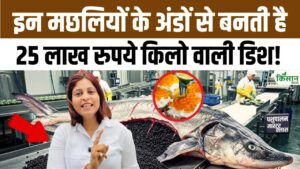 मछली के अंडों से बनता है Caviar, जानिए दुनिया का सबसे महंगा खाना और उसकी दिलचस्प सच्चाई
