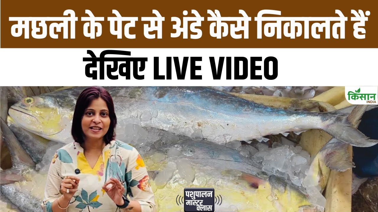 Fish Egg Process Revealed Live Video Experts Revealed Which Fish Safest