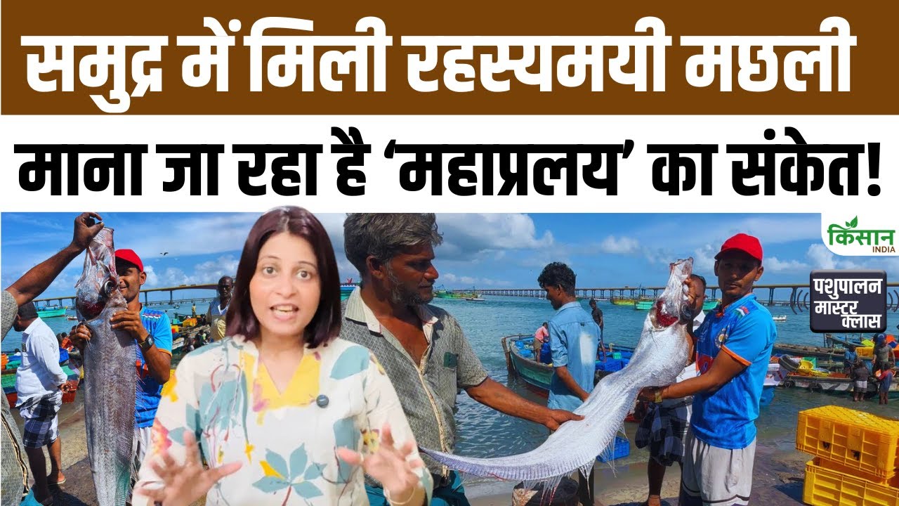 Catastrophe Fish Been Spotted Coast After It Spotted In 2011 Following Devastating Tsunami That Struck Japan