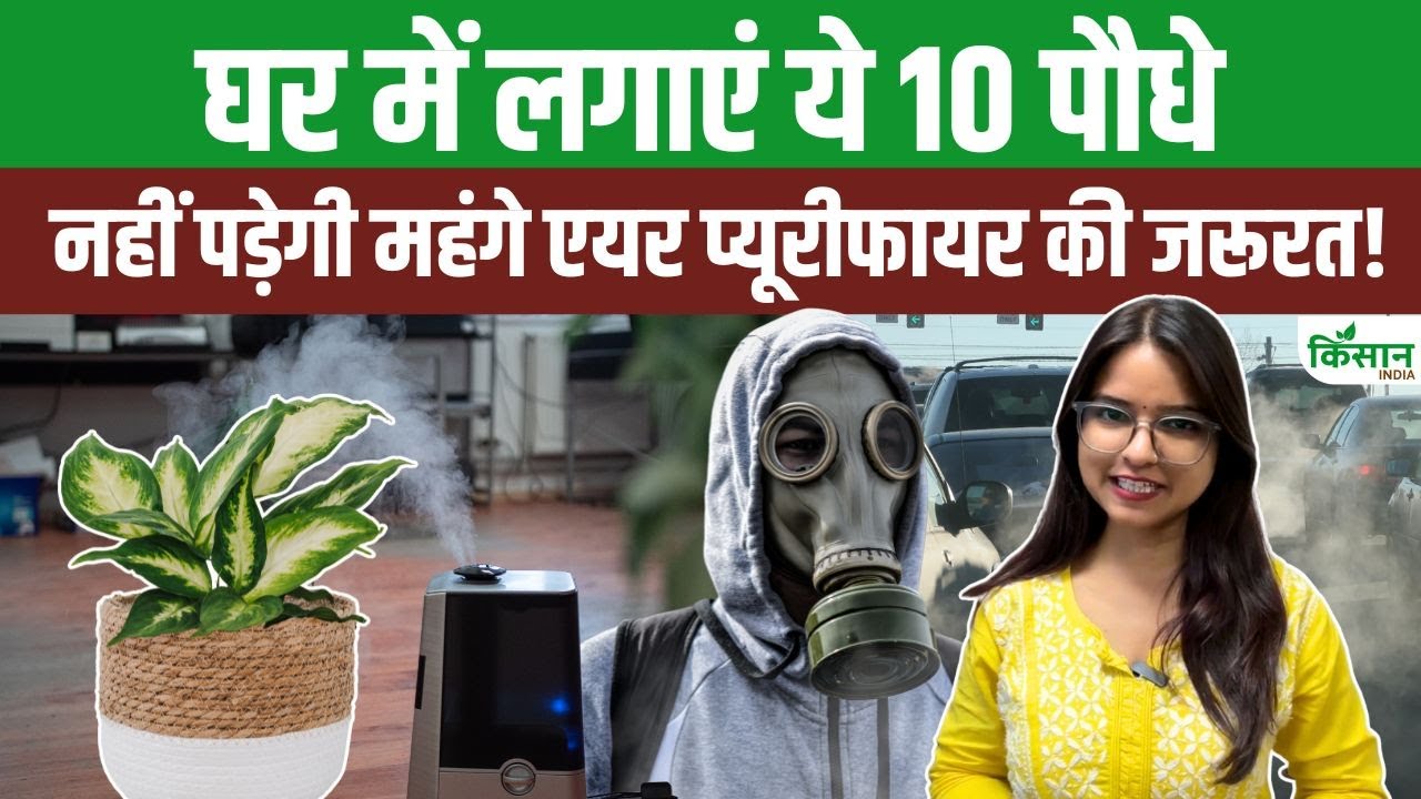 Expensive Air Purifiers Fail These 10 Indoor Plants Naturally Purify Your Home Polluted Air