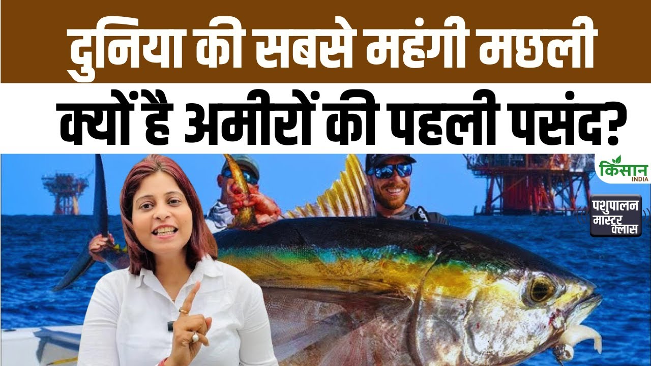 Atlantic Bluefin Tuna Fish That Sells Millions Loved By World Rich