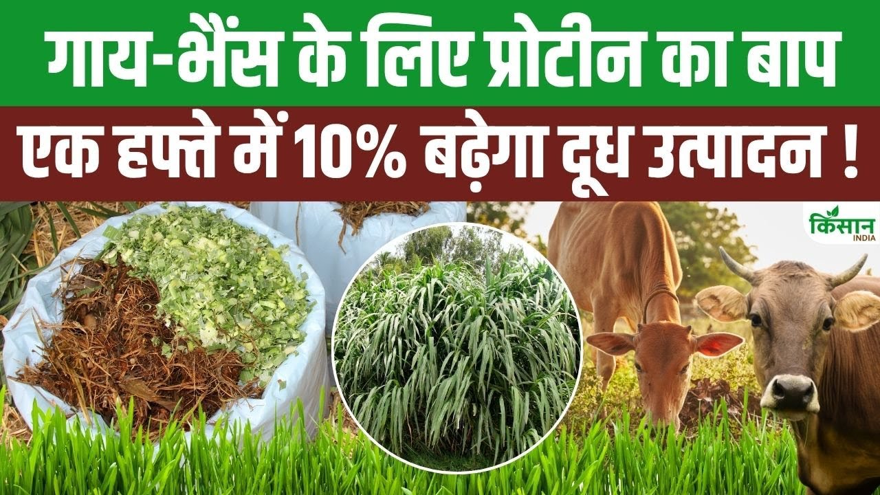 Napier Grass Proving Be Boon For Cows And Buffaloes One Plant Guarantee Milk For 20 Years