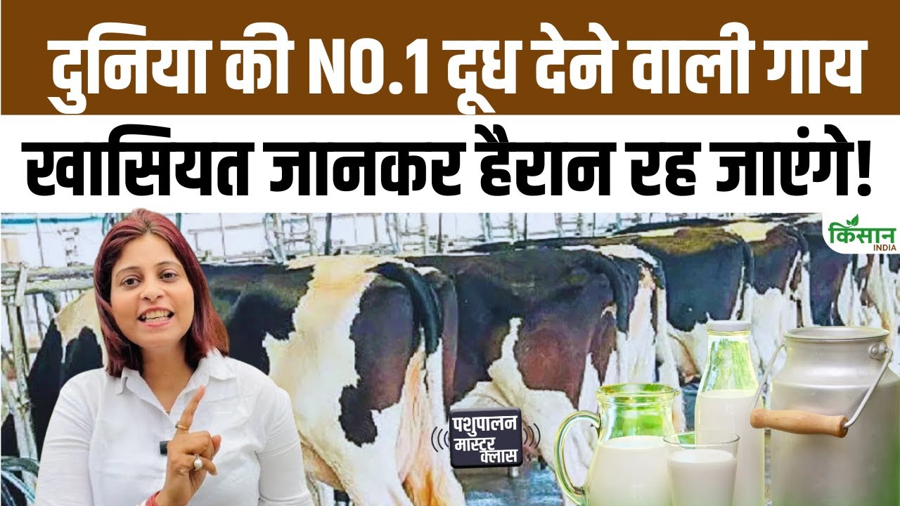 Holstein Cows Which Produce 100 Litres Milk Daily Earn Farmers Lakhs Rupees Annually