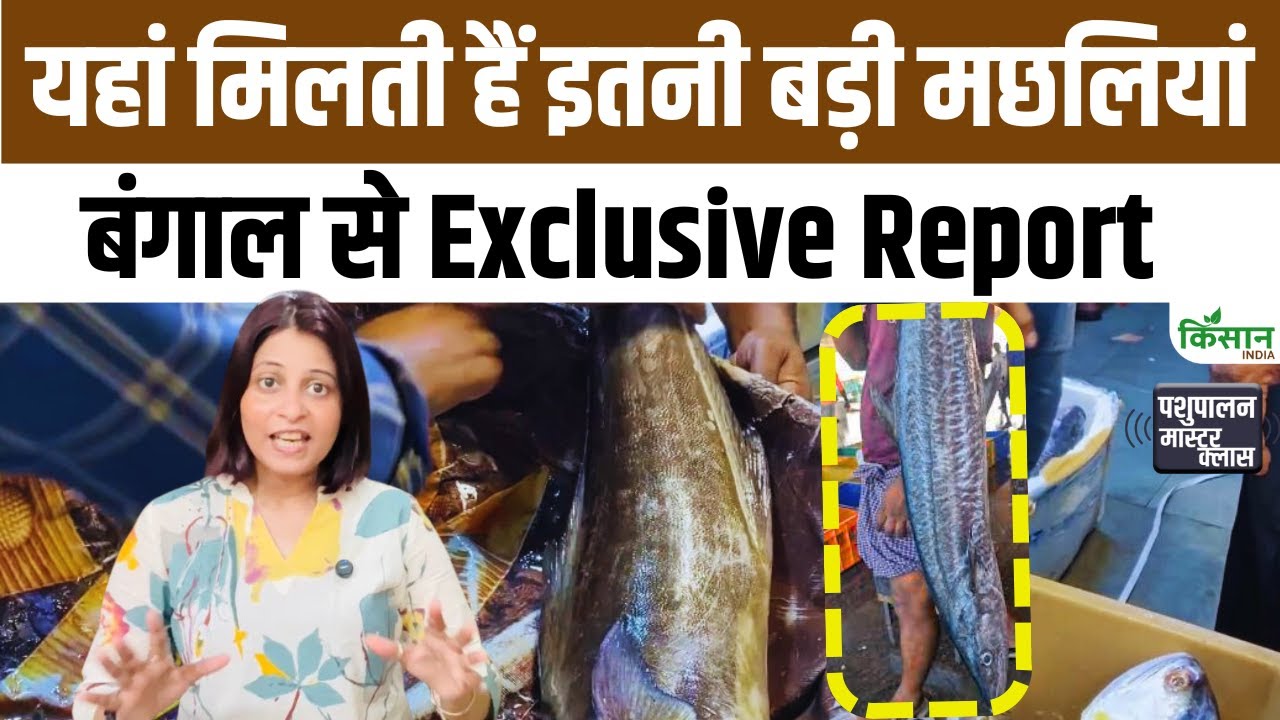 This Fish Market West Bengal Sells Fish Weighing Up 50 Kg Attracting Huge Crowds