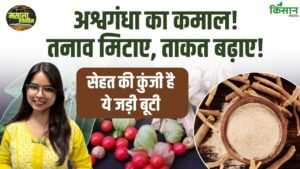 अश्वगंधा के चमत्कारी फायदे: तनाव दूर, बढ़ाए ताकत और बनाए शरीर को मजबूत