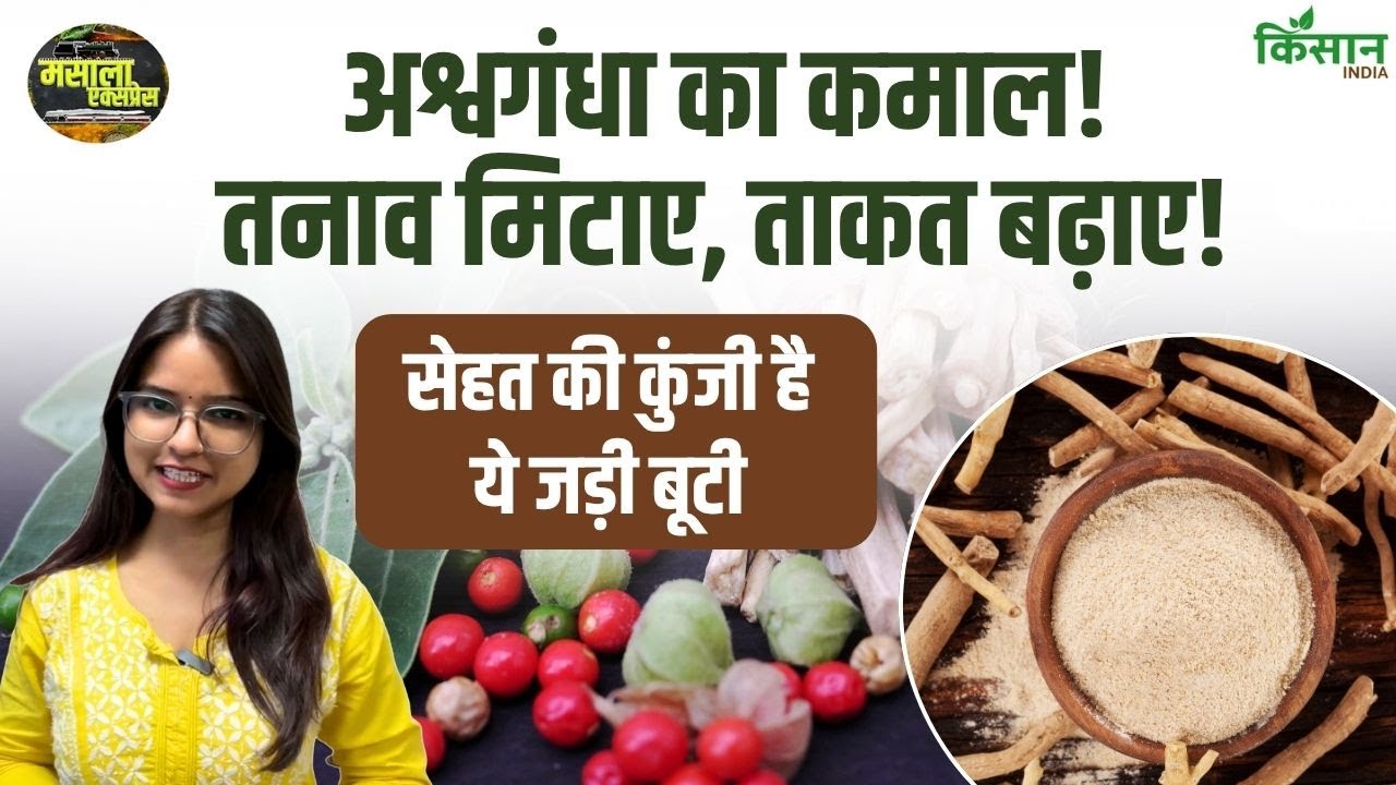 Miraculous Benefits Ashwagandha Relieves Stress Increases Strength And Strengthens Body
