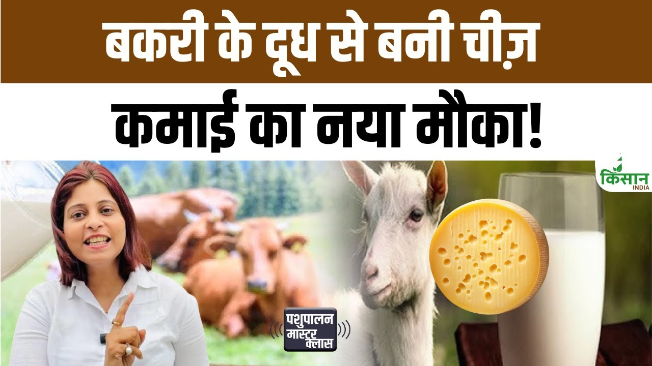 Goat Milk Cheese Being Made First Time Punjab Opening Up Huge Earning Opportunity For Cattle Farmers