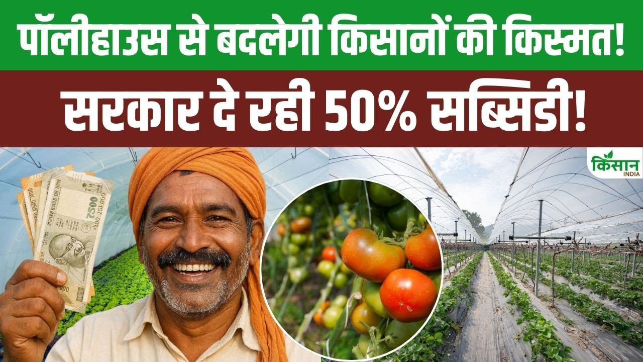 Modern Polyhouse Technology Transform Agriculture Government Approved Scheme With 50 Percent Subsidy