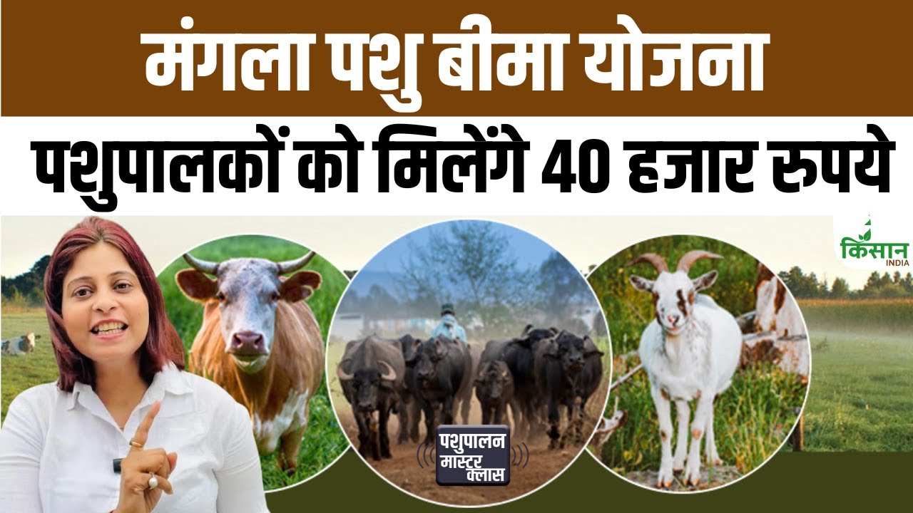 मुख्यमंत्री मंगला पशु बीमा योजना शुरू, पशुपालकों को मिल रहा 40,000 रुपये तक का मुफ्त बीमा लाभ