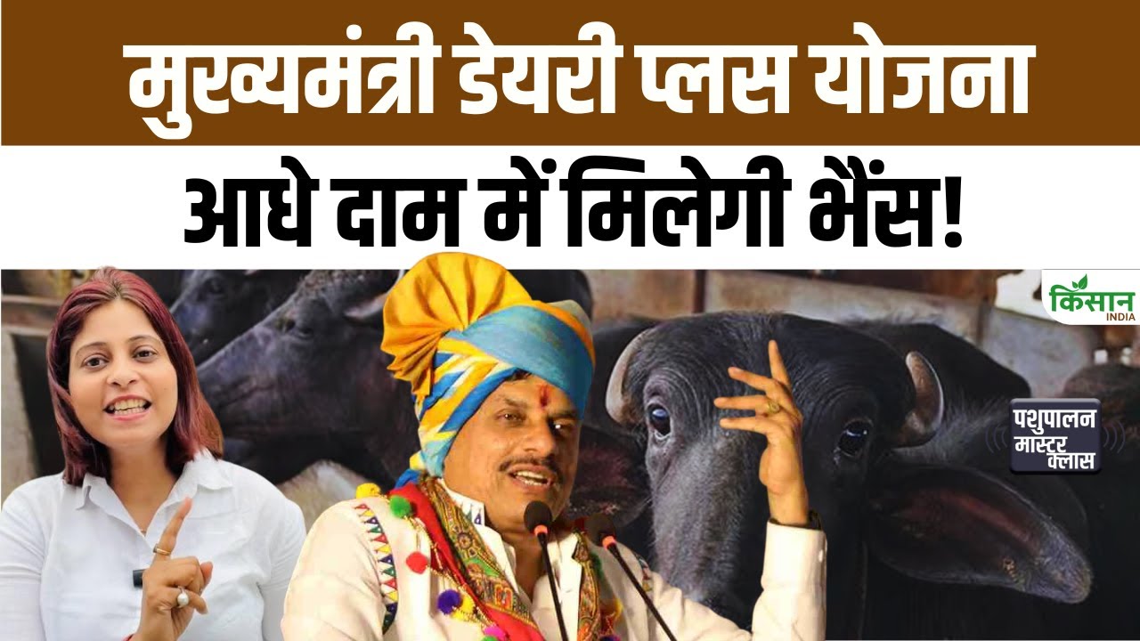 Chief Minister Dairy Plus Scheme Murrah Buffalo Available Half Price Government Given Big Opportunity Farmers And Youth