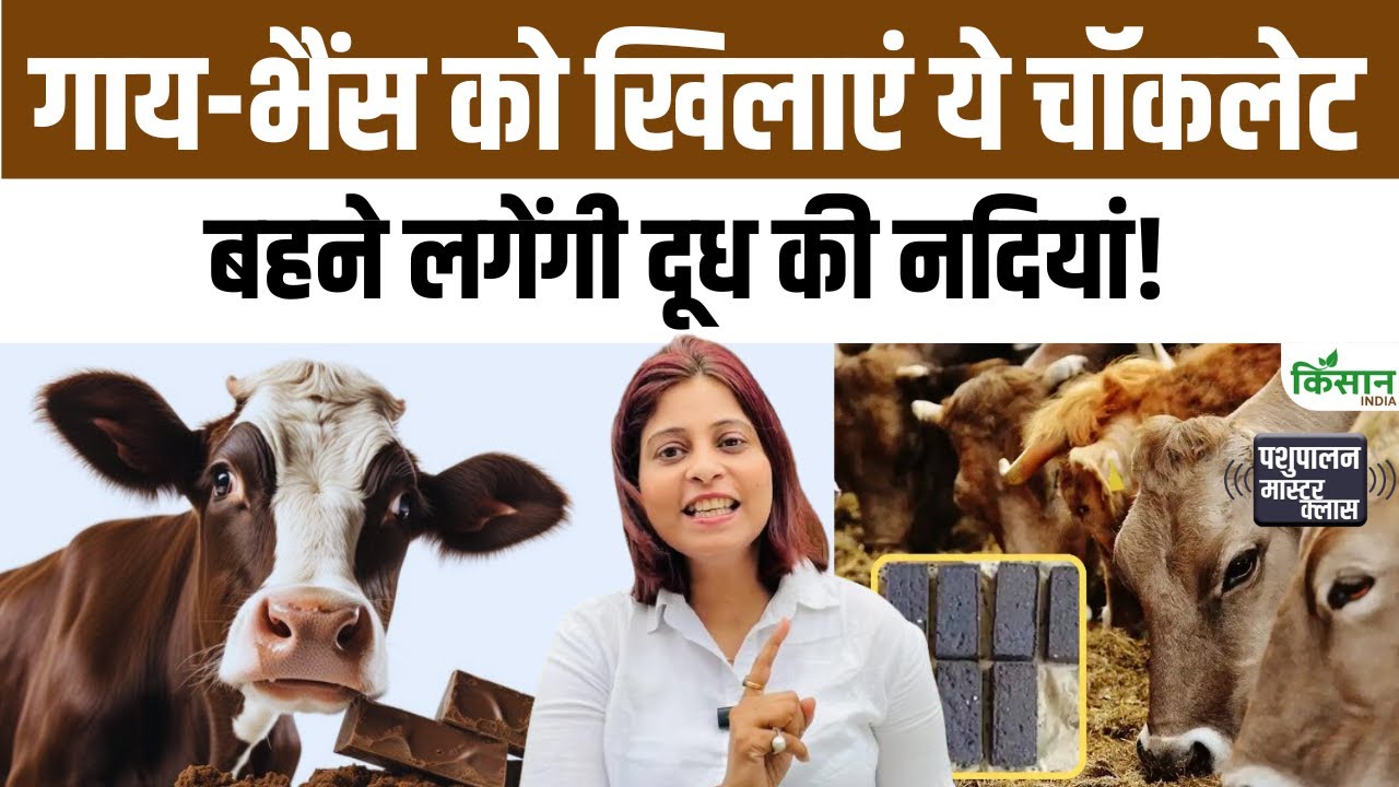 Animal Chocolate का कमाल, गाय-भैंस की दूध क्षमता बढ़ेगी और किसानों की कमाई में इजाफा होगा