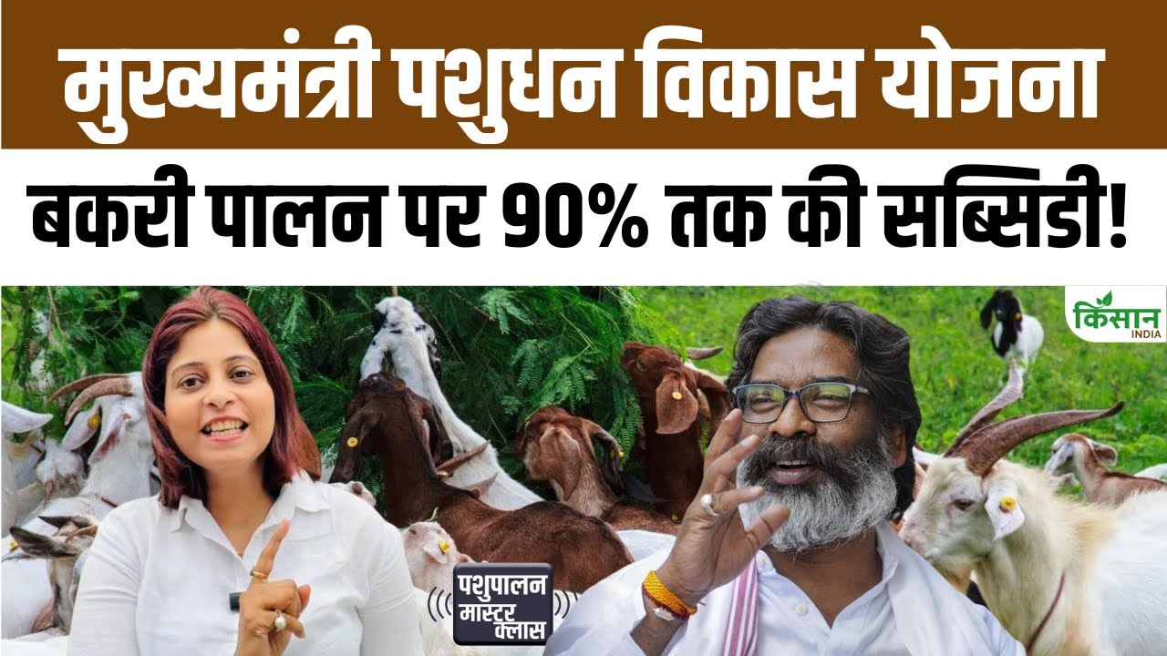 झारखंड के पशुपालकों के लिए खुशखबरी, सरकार दे रही है 10 बकरियां और 1 बकरा 90% सब्सिडी पर Good News Livestock Farmers Jharkhand Government Providing 10 Goats And 1 Ram At 90 Percent Subsidy