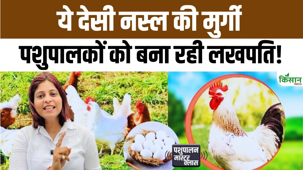 Poultry Farming Vanashree Breed Chickens Are Raised Household Waste But Are Sold High Prices Market