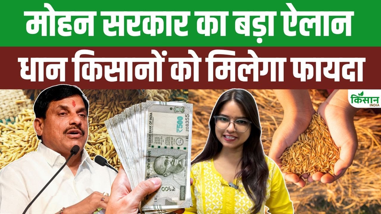 Cm Mohan Yadav Big Announcement Paddy Farmers Get Direct Relief Amount