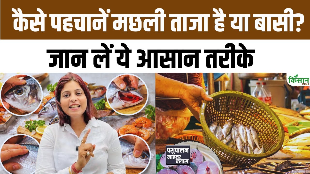मछली ताजी है या बासी? खरीदने से पहले इन आसान तरीकों से करें पहचान, सेहत रहेगी सुरक्षित