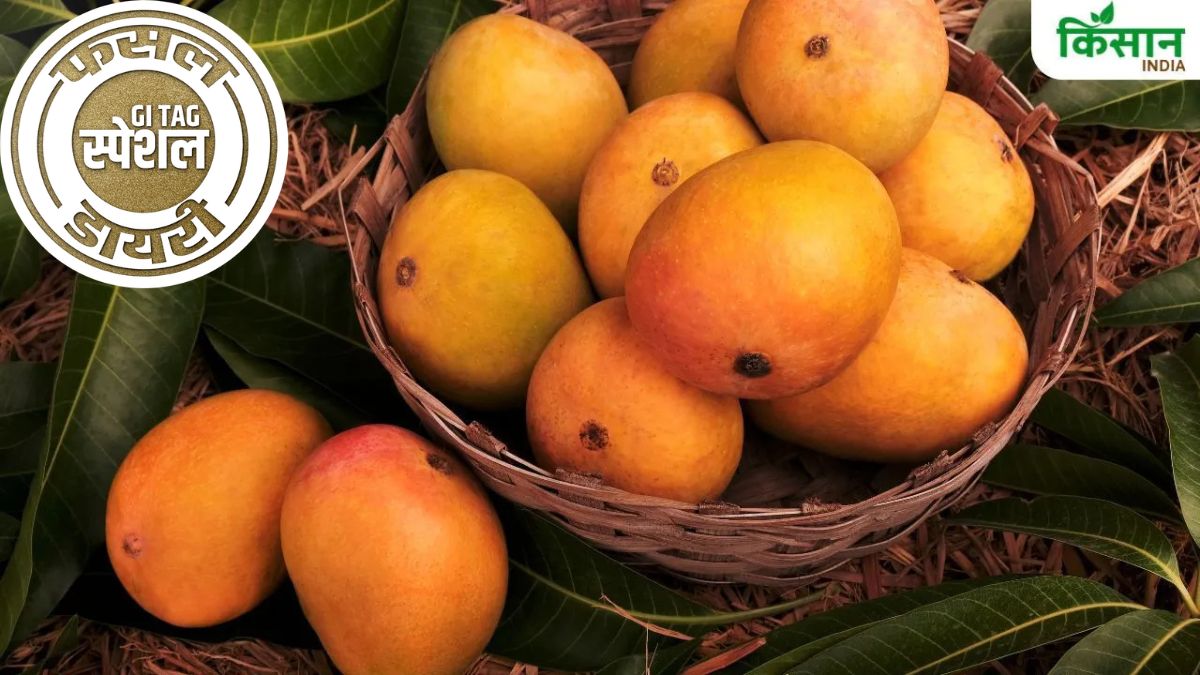 Alphonso Is The King Of Mangoes The History Of Alphonso