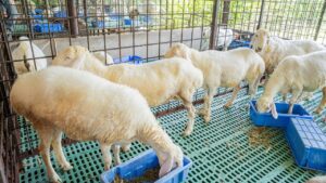 दुंबा भेड़ से बदलेगी किसानों की किस्मत, केंदीय अनुसंधान संस्थान में शुरू हुई रिसर्च दुंबा भेड़ से बदलेगी किसानों की किस्मत, केंदीय अनुसंधान संस्थान में शुरू हुई रिसर्च