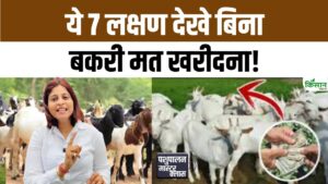 बकरी खरीदने से पहले सावधान, इन 7 जरूरी लक्षणों को नजरअंदाज किया तो होगा नुकसान